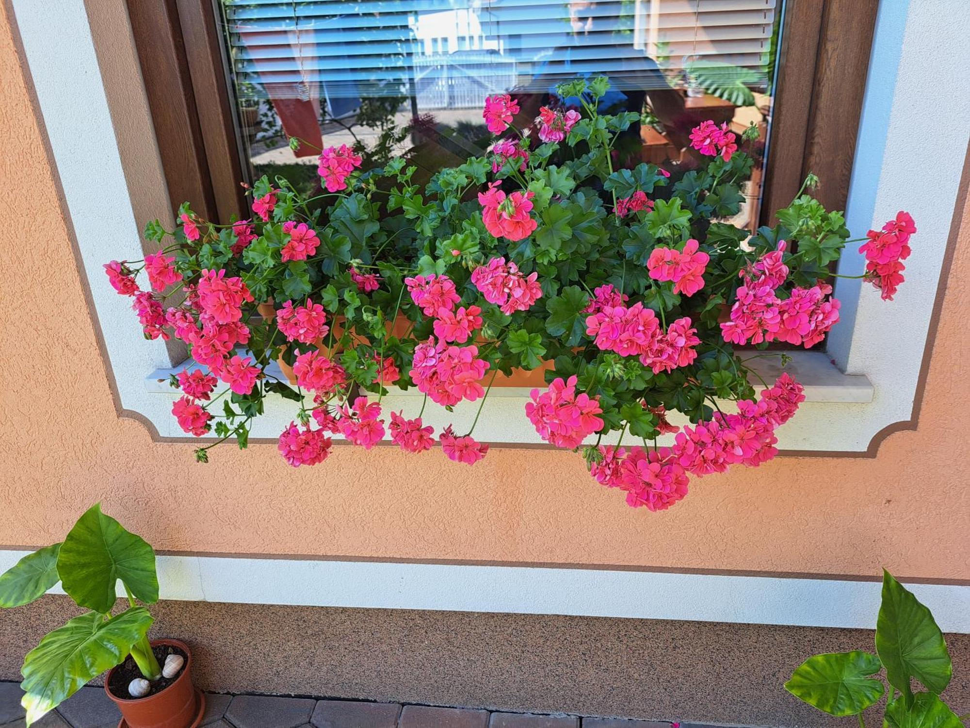 Guesthouse Zivko Dobrovce Екстер'єр фото